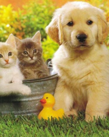 كيف-تربي-الحيوانات-الاليفة-في-البيت