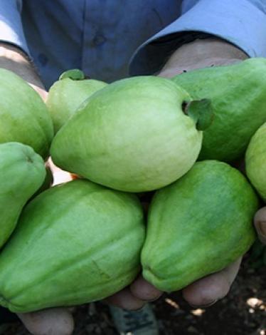 جوافة