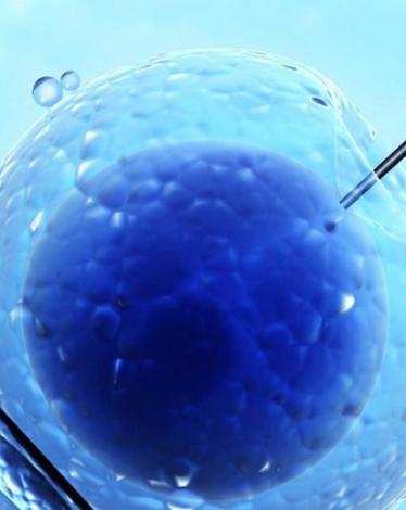 تلقيح حيوانات منوية