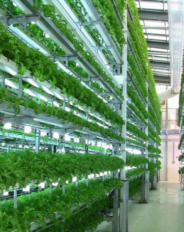View-of-hydroponics-RGS-machines1-1024x768