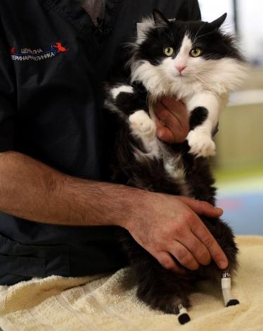 60-173031-pooh-cat-bionic-legs-3