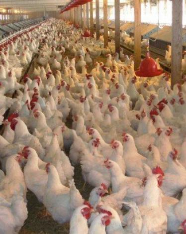 image_750x_5d6cbf1a082da