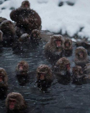 581935_1287818464593904_5957324229020996249_n