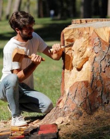 حين تتحول جذوع الأشجار إلى لوحات فنية