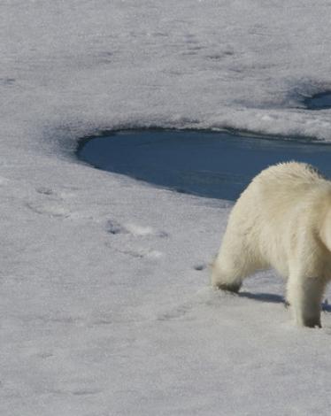 أمريكا تريد توسيع مساحتها بـ 14 ألف كيلومتر مربع