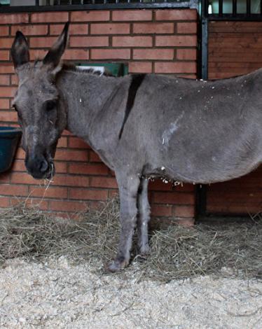 أذكى حمار في العالم