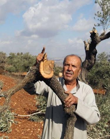 قطع-أشجار-الزيتون من مستوطنو الاحتلال بالضفة