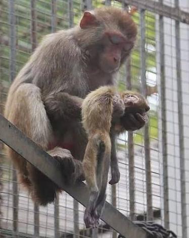 13237662-7005353-Whenever_keepers_tried_to_approach_her_she_would_hold_her_baby_e-a-40_1557311523436_380646