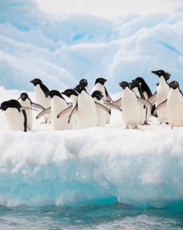 Penguins