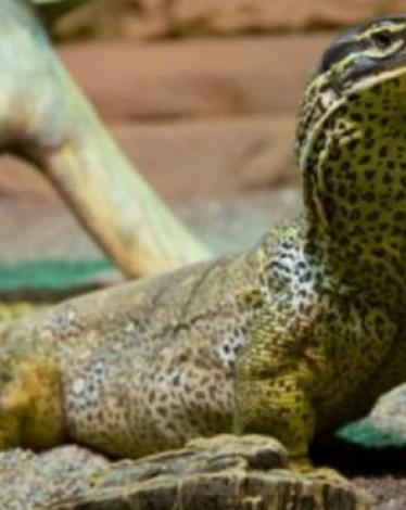 160106172904_monitor_lizards_640x360_thinkstock_nocredit