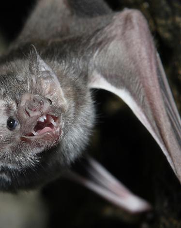vampire-bat-hanging
