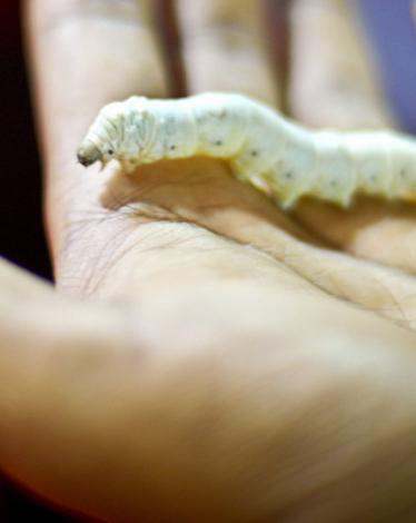 ديدان عملاقة مفترسة