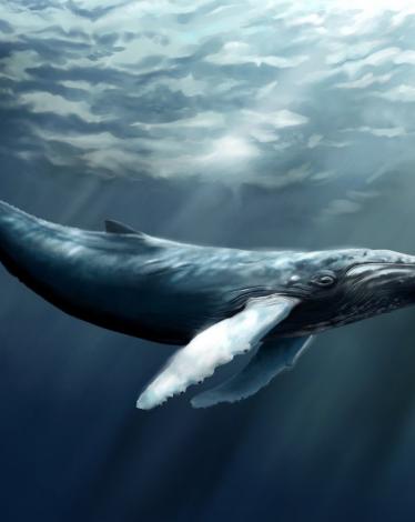 7022411-water-whale-art