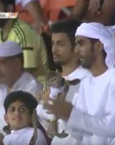 قرد بين الجماهير بالدوري الإماراتي