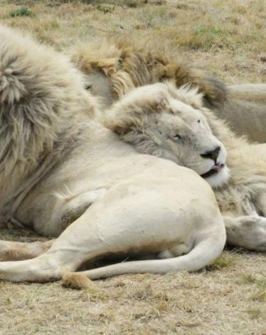 أسود تقتحم شارعا مكتظا بالسيارات