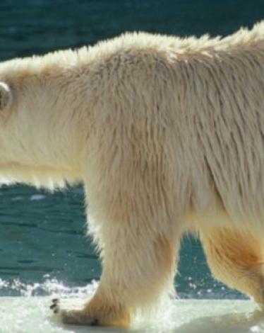 151019212802_the_furriest_animal_in_the_world_640x360_thinkstock_nocredit