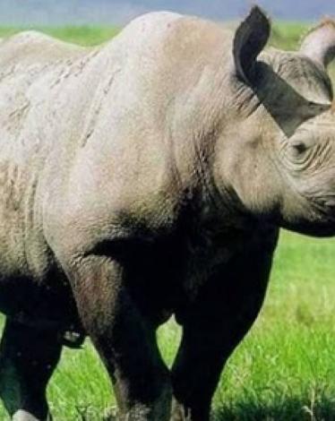 2538_750_424_5201513111031