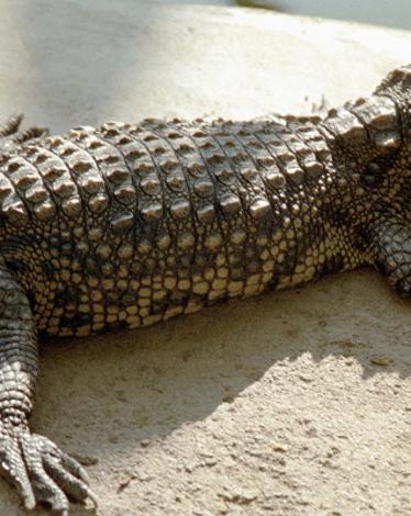 حيوانات داخل أسوار البيت الأبيض