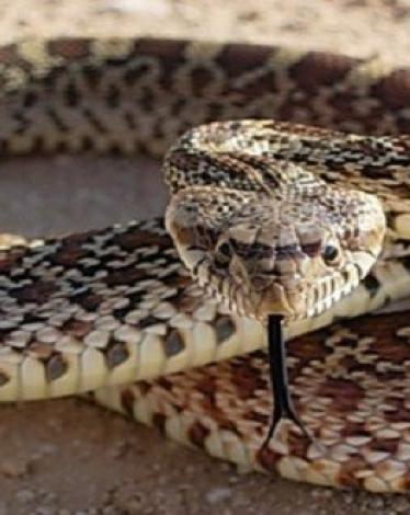 ثعبان مقطوع الرأس يستخدم سمه في قتل نفسه