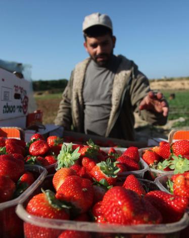 بيت لاهيا تستعد لجني الذهب الأحمر وسط ازدياد المعاناة