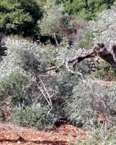 الاحتلال يقتلع أشجار زيتون ويسرقها بطولكرم