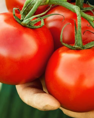 hero_tomatoes_held