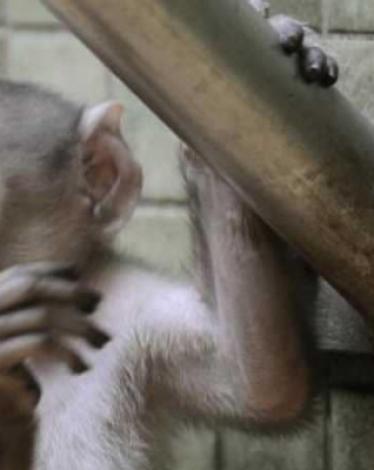 اعتقال 6 أشخاص بسبب "الوجبة المحرمة"