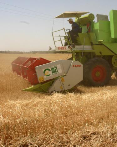 انخفاض حاد لمحصول الجزائر من الحبوب