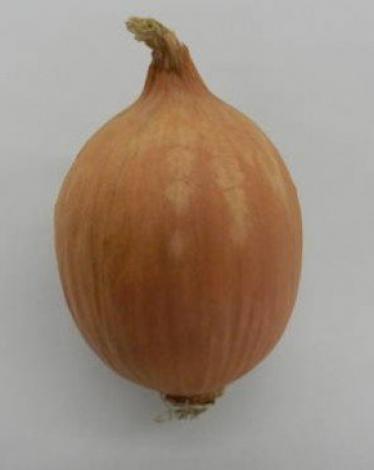 شركة يابانية تبيع بصل لا يسبب الدموع