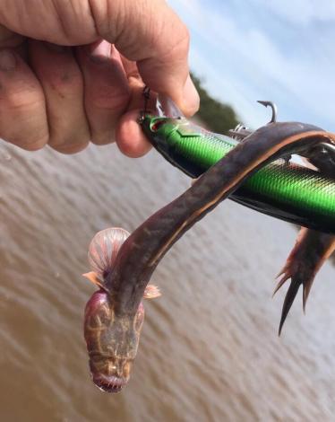 53160267_10156304841362689_5199408406909157376_n