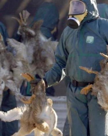 Bird flu reuters