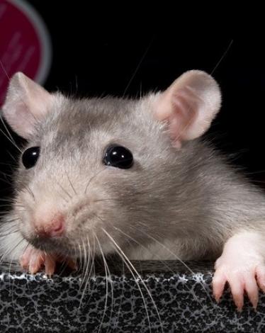 5cff6ae395a5971b778b462c