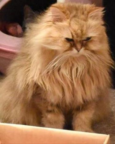 thumbs_b_c_ae7408390b23ac43cf1ddaaf78afe2e8