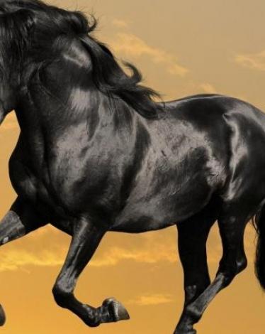 Arabian-Horses-1920x1080