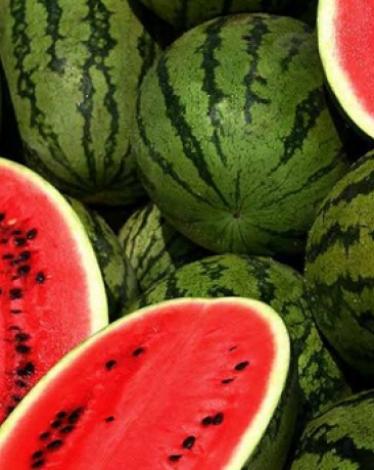 البطيخ في غزة