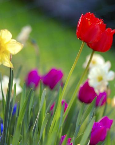Colorful_spring_garden