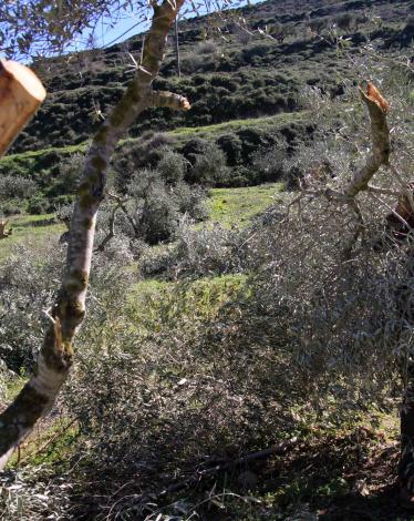 d981d187293c1cafbaf6102ee2a8f25b