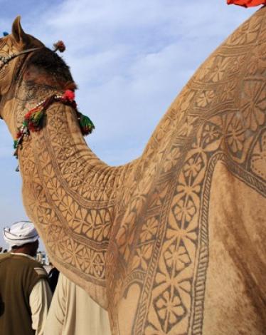 الهند.. جمل يفتك بصاحبه الذي تركه في الشمس طوال اليوم