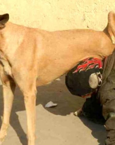 طفل هندي يشرب حليب الكلاب