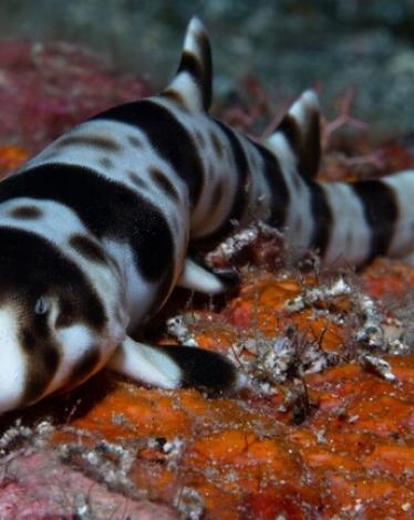 5e2c28c64c59b76da44e2c23