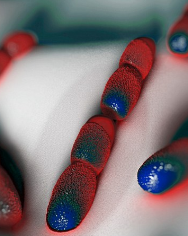 تشير الأبحاث الجديدة إلى ضرورة تجنب الحوامل تناول أنواع الجبن الطرية، حيث تزيد البكتيريا الموجودة فيها من خطر التعرض للإجهاض.  ويقول الخبراء إن بكتيريا الليستيريا المتواجدة في بعض أنواع الجبن، المسببة للتسمم الغذائي، يمكن أن تهاجم المشيمة وبطانة الرحم، مم