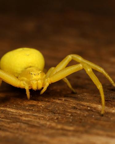 عنكبوت ضخم يصطاد فأرا!