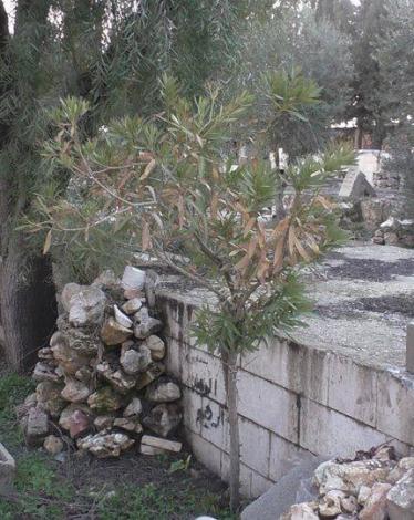 مقبرة بيت أمر