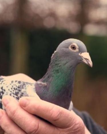 _106067051_pigeon4