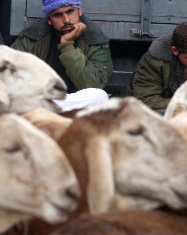 الأضاحي بغزة بين تسهيلات التجار وعزوف المواطنين