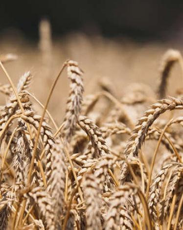 5abb62ecd437505a058b45e4