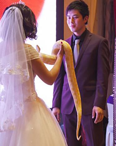 عروسان يتبادلان الأفاعي