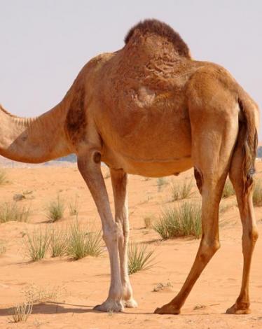 الجمل-في-المنام