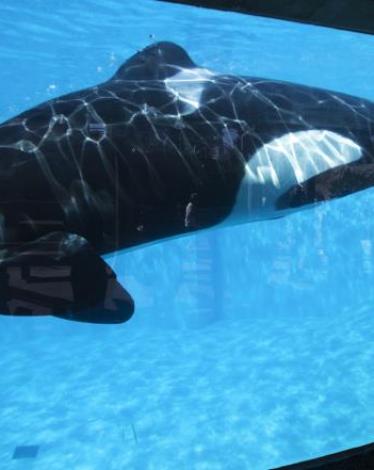 الحيتان والدلافين أذكى مما نعتقد