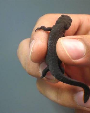 Cynops_orientalis-F2-03_Medium_[1]